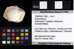 Foto (Objket + Etiketten) von Eodromites sp. 